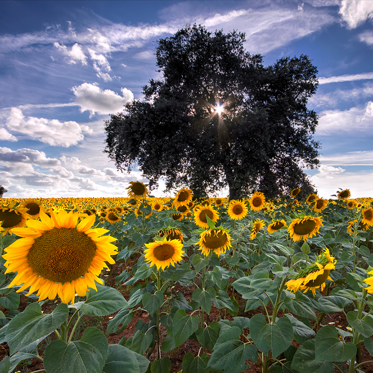 Portfolio Nature Landscape Photography