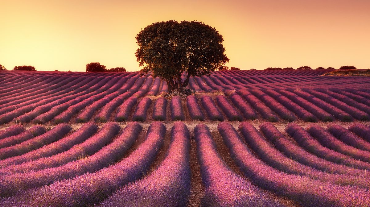 Sunset landscape photography showing the lavender fields of Brihuega in Spain, captured by landscape photographer José Ramos