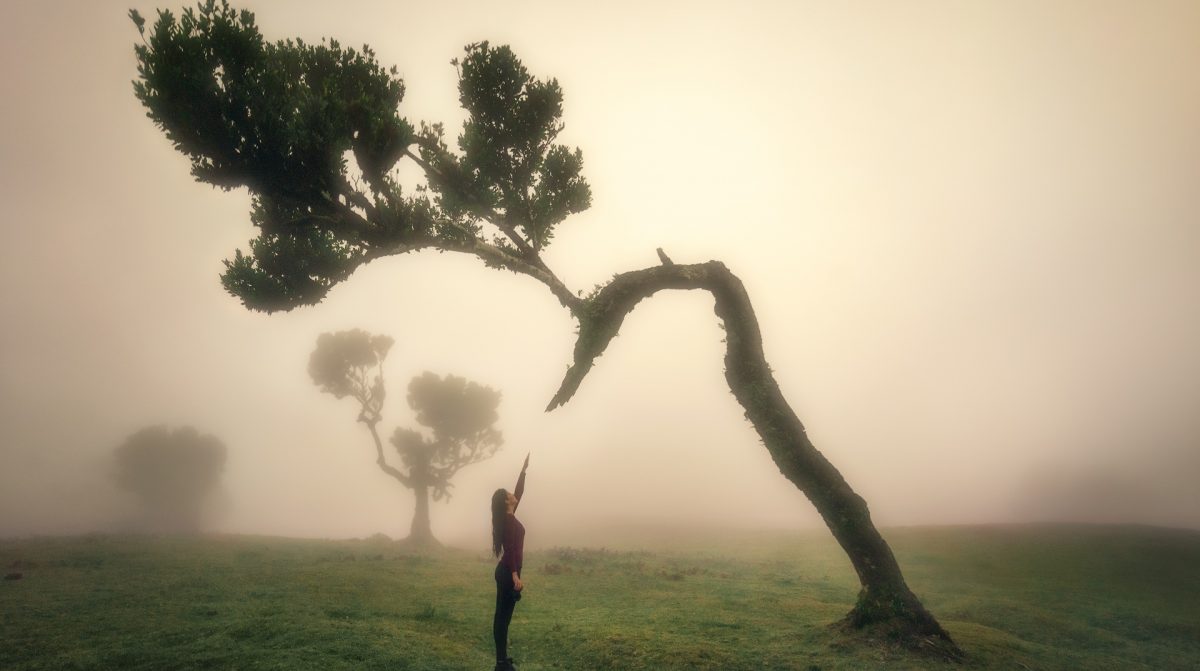 Madeira Island Fanal Forest Unesco Model tree photo